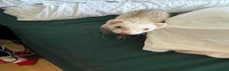 Ferret rodents for sale: Semi Angora Ferrets babies  in Radlett - Advert 3