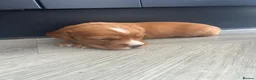 Sprocker dogs for sale: ✨ Sprocker Spaniel Puppies ✨ - Advert 3