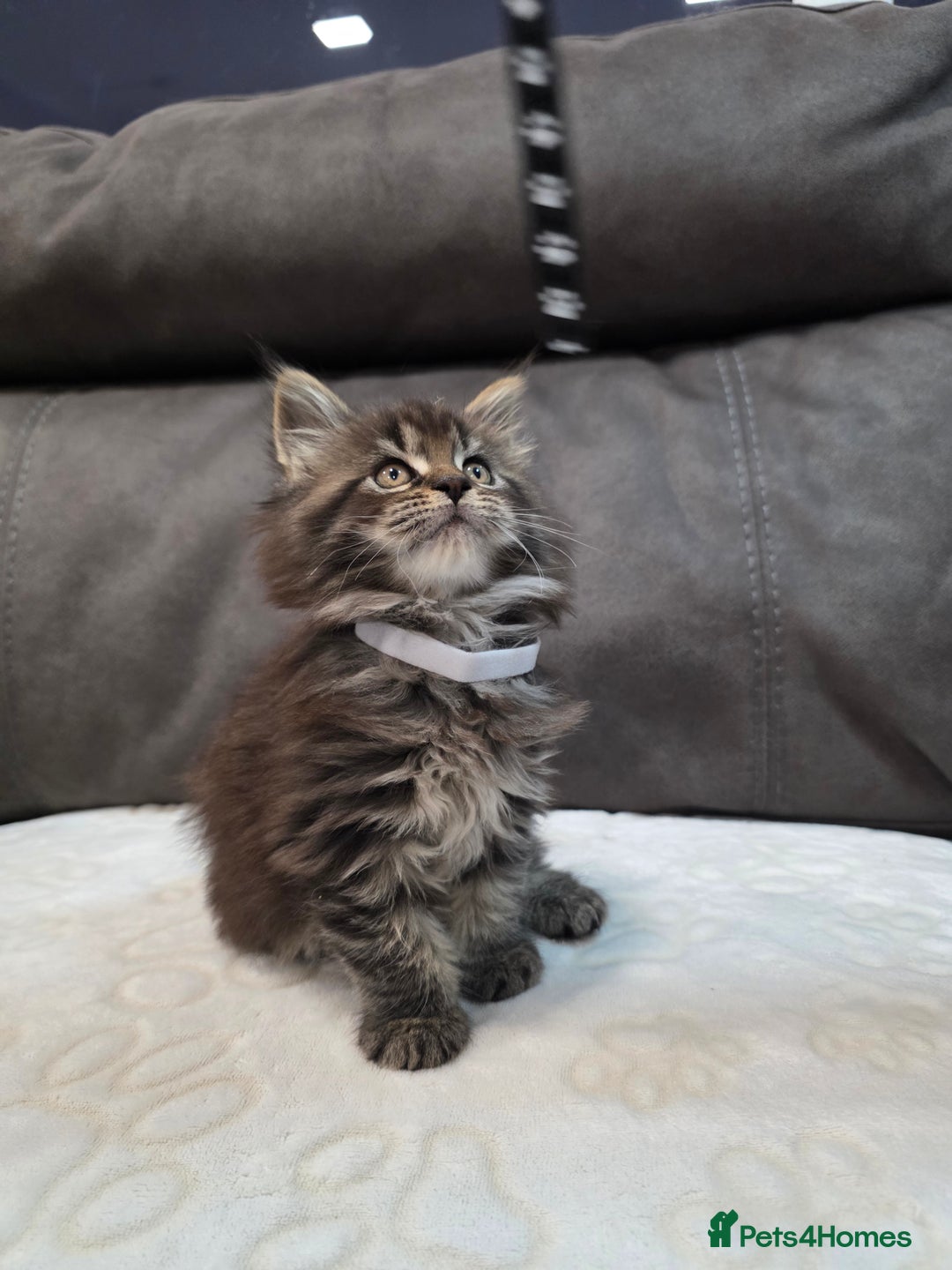 Maine Coon cats for sale: Maine Coon Kittens - Advert 2