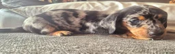 Dachshund dogs for sale: 3 dachshund puppies for sale Hull in Hull - Advert 6