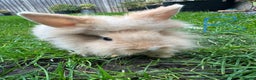 Lionhead rabbits for sale: Lionhead Rabbits For Sale  - Advert 11