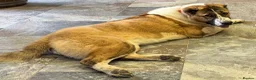 Central Asian Shepherd dogs for sale: Female central asian  - Advert 1