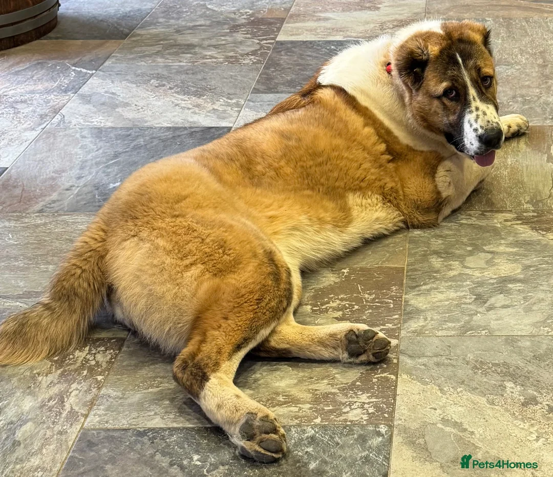 Central Asian Shepherd dogs for sale: Female central asian  - Advert 1