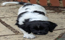 English Springer Spaniel dogs for sale: Home bred English Springer Spaniel male puppy. - Image 5