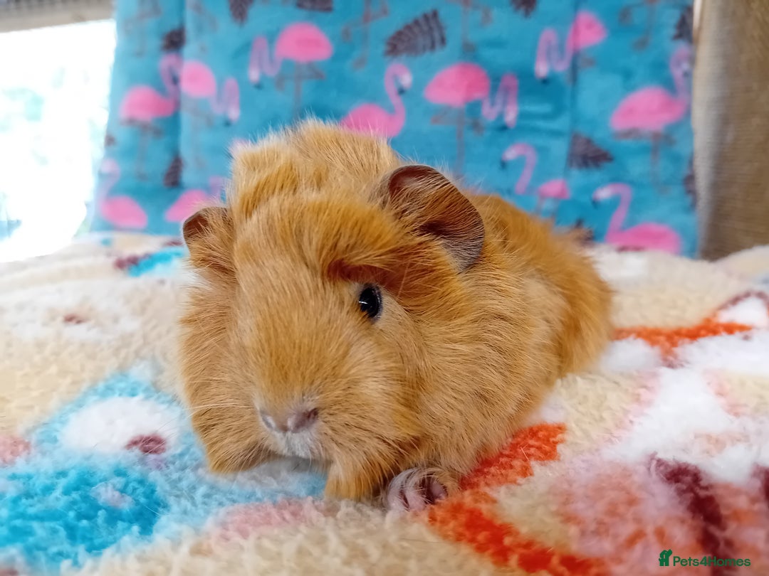Guinea Pig rodents for sale: Baby Boars Different Breeds Available  - Image 9