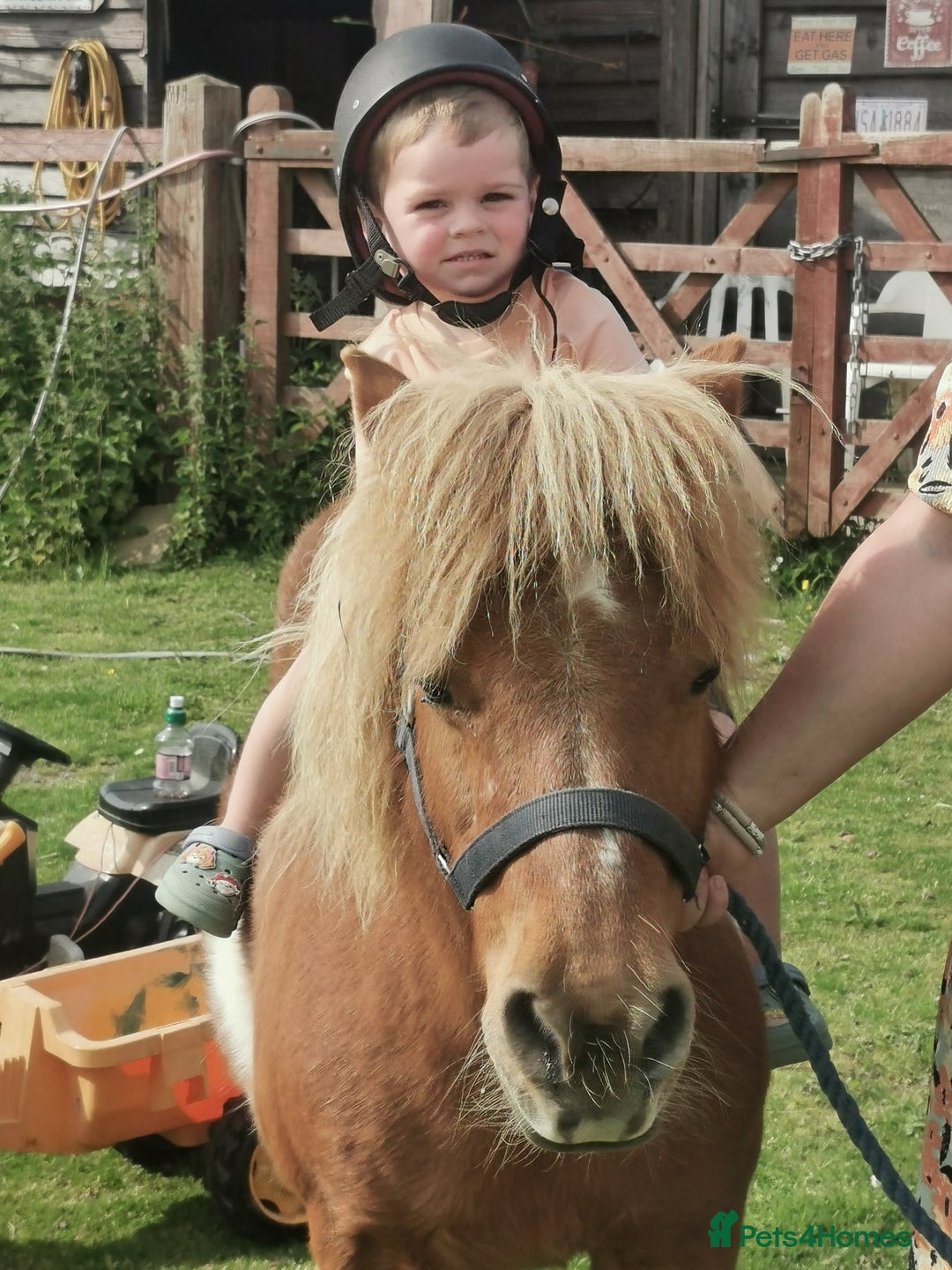 Shetland pony horses for sale: 2 frendly loved shtland felabella, and Shetland  - Image 11