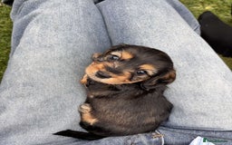 Dachshund dogs for sale: 🐾 Beautiful wired haired Dachshund Puppies - Image 24