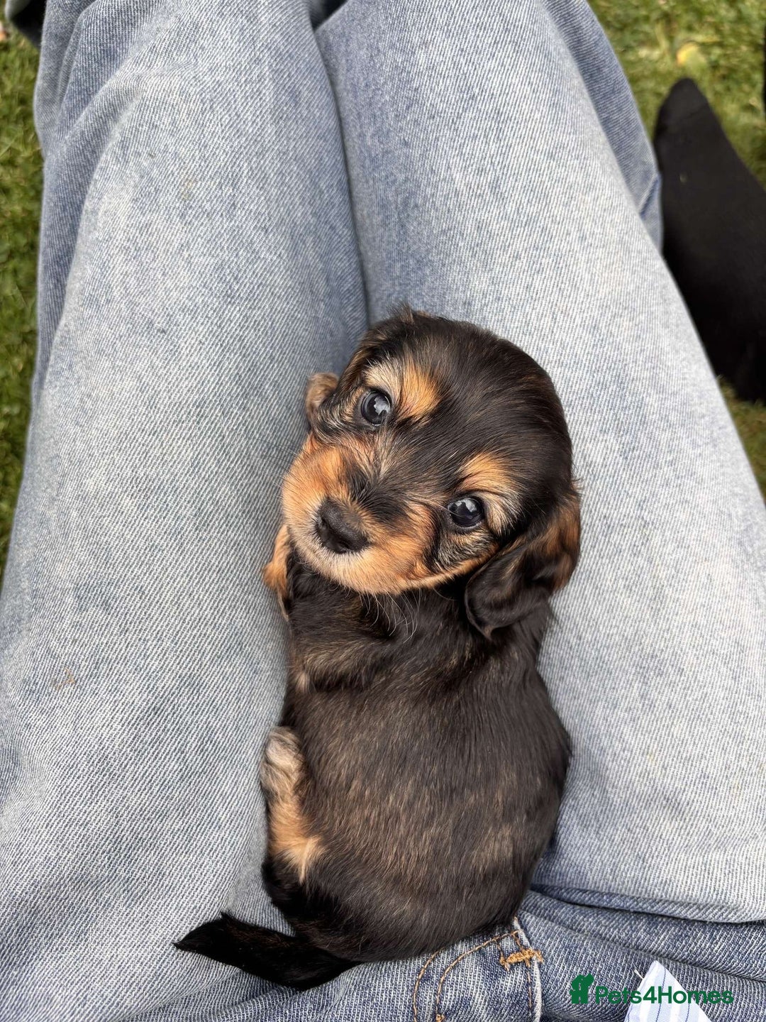 Dachshund dogs for sale: 🐾 Beautiful wired haired Dachshund Puppies - Image 24