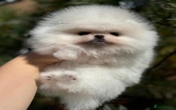 Pomeranian dogs for sale: Tiny white Pomeranian girl Russian import - Image 10