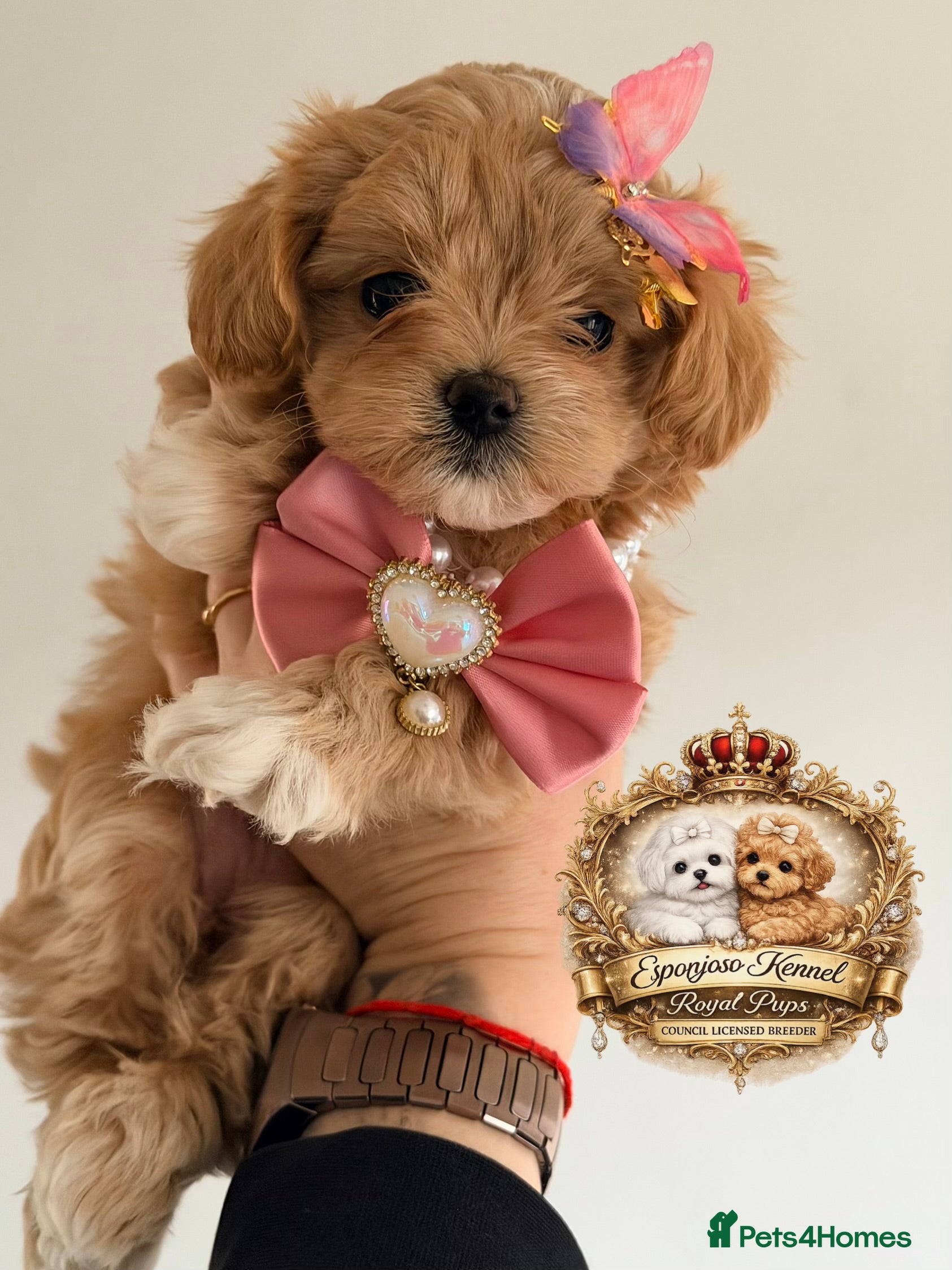 Maltipoo dogs 👑 One in a Million Rare F1 Tiny Asian Maltipoo 👑 - Advert 2