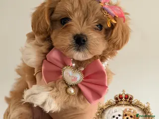 Maltipoo dogs 👑 One in a Million Rare F1 Tiny Asian Maltipoo 👑 - Advert 2