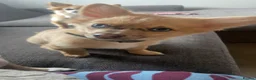 Chihuahua dogs for sale: ‘Moley’ looking for his new home in Tunbridge Wells - Advert 6