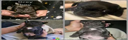 Frug dogs for sale: Beautiful frug puppies (5girls & 4boys) - Advert 9