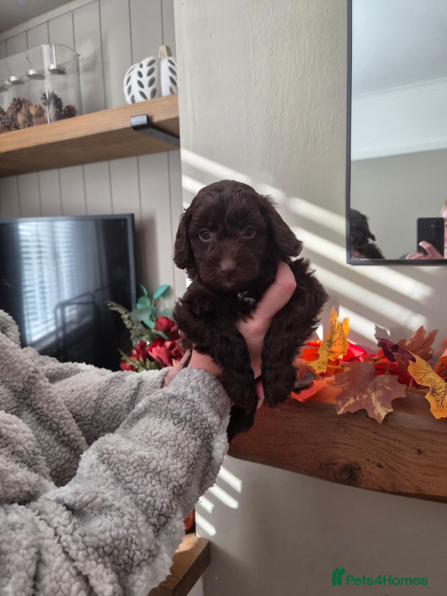 Cockapoo dogs Cockapoo Puppies - Advert 10