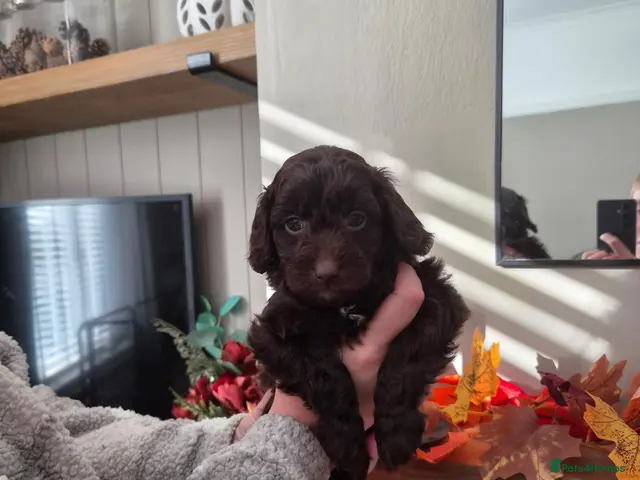 Cockapoo dogs for sale: Cockapoo Puppies - Advert 5