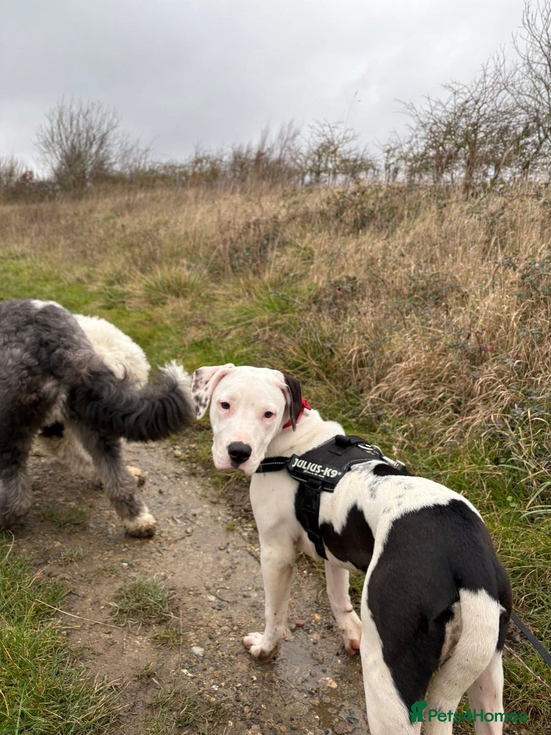 Mixed Breed dogs for sale: Female 6month old Puppy - Advert 2