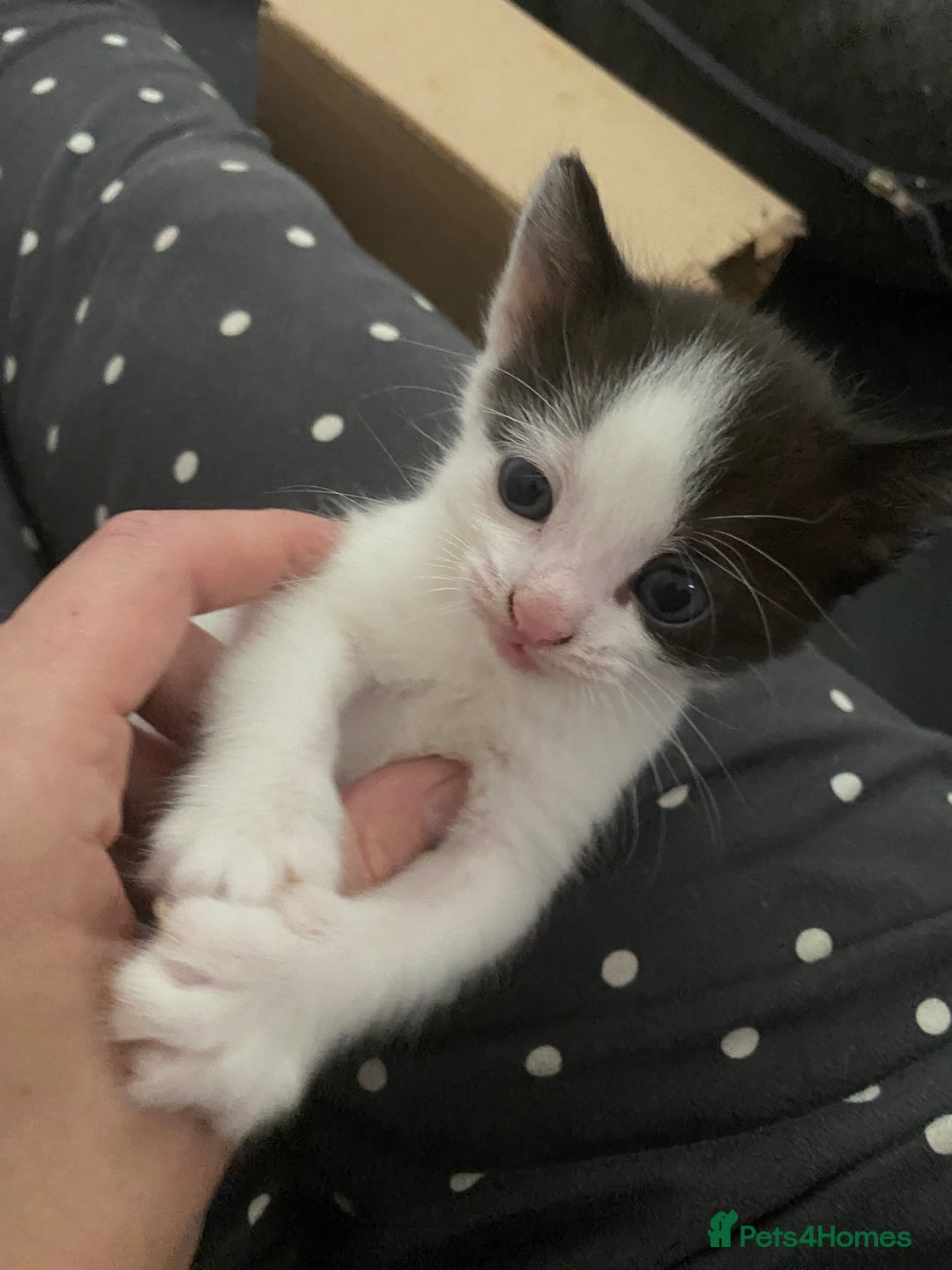 British Longhair cats for sale: 4x Domestic beautiful long haired kittens  - Image 8