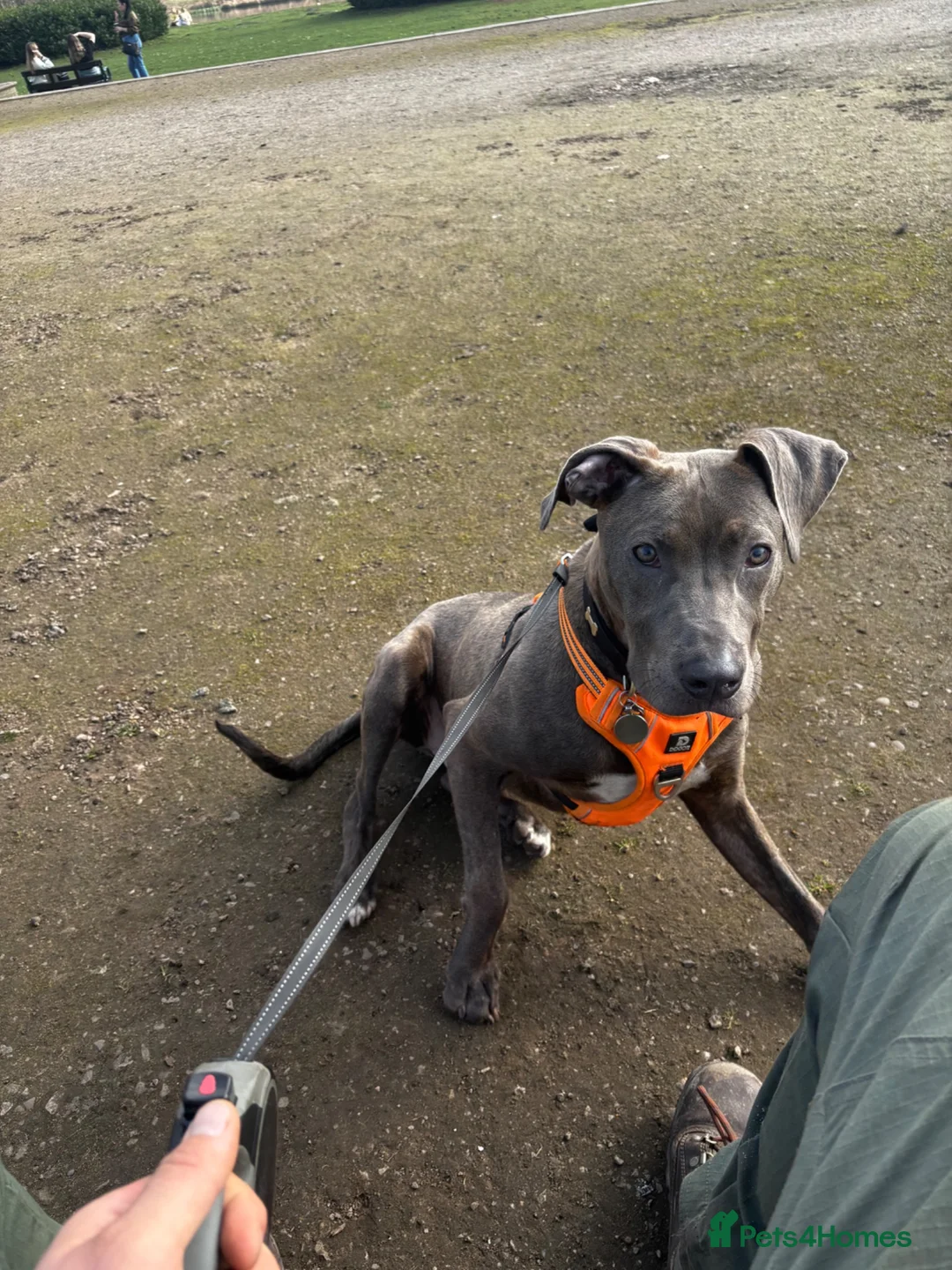 Mixed Breed dogs for sale: Loving young Bull Lurcher  in Retford - Advert 1