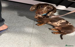 Miniature Dachshund dogs for stud: KC miniature chocolate dapple stud Proven in Wolverhampton - Image 1