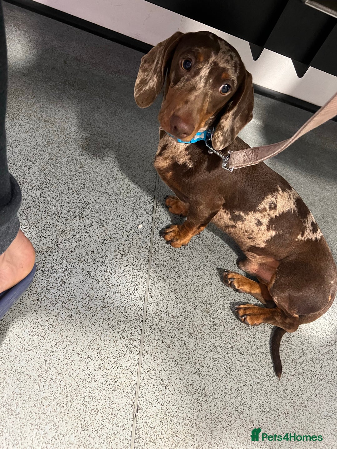 Miniature Dachshund dogs for stud: KC miniature chocolate dapple stud Proven in Wolverhampton - Image 1