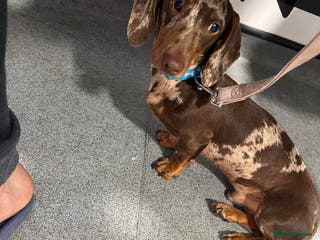 Miniature Dachshund dogs KC miniature chocolate dapple stud Proven in Wolverhampton - Advert 8