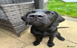 Labrador Retriever dogs for sale: Labradoor black 6months (Female) - Image 2