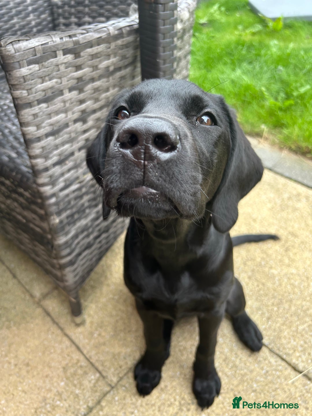 Labrador Retriever dogs for sale: Labradoor black 6months (Female) - Image 2