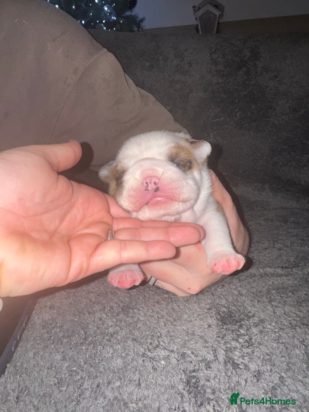 English Bulldog dogs for sale: Stunning English bulldog puppies  - Advert 15