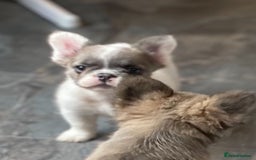 French Bulldog dogs for sale: DNA Health tested 5 🌟 KC fluffy French bulldogs - Image 6