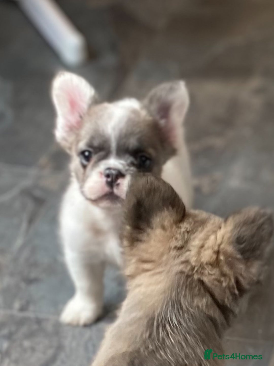 French Bulldog dogs for sale: DNA Health tested 5 🌟 KC fluffy French bulldogs - Image 6