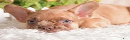 French Bulldog dogs for sale: Kc registered french bulldogs READY TO LEAVE  - Advert 31
