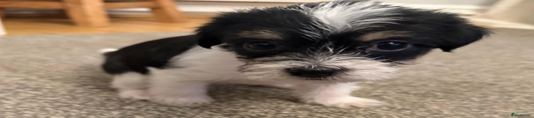 Jackapoo Puppy 3 (Velvet)