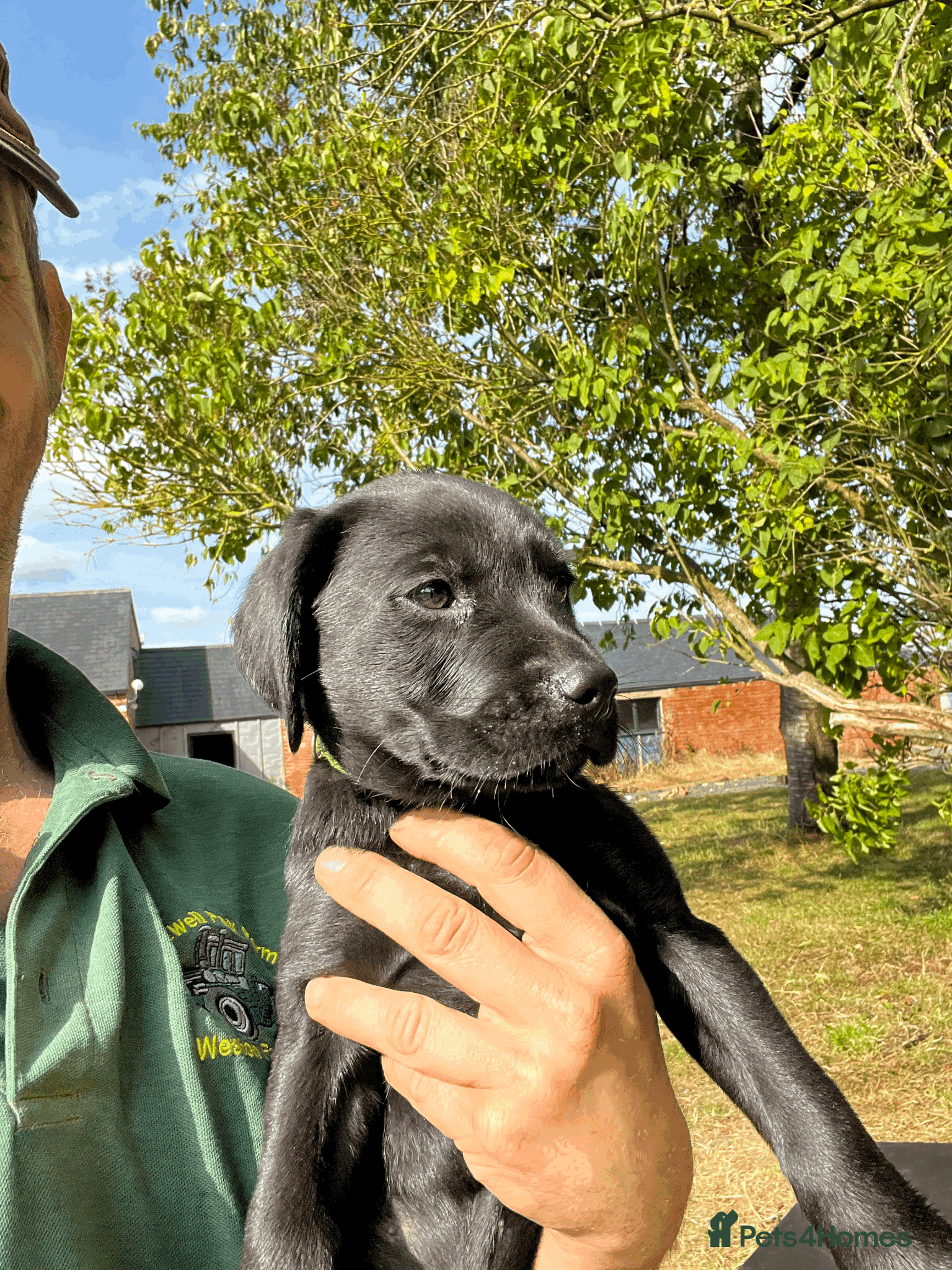 Labrador Retriever dogs Working Labrador Retriever Puppies - Advert 2