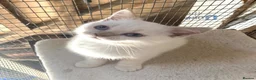 British Shorthair cats for sale: British Shorthair Kitten - Advert 2