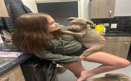 Mixed Breed dogs for sale: Cookie needs a new home  - Advert 1