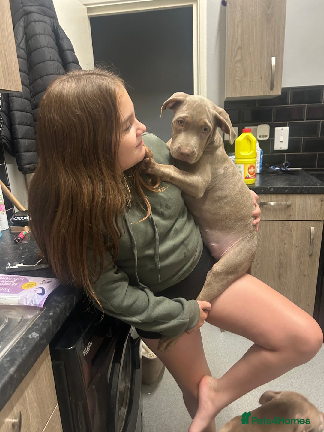 Mixed Breed dogs for sale: Cookie needs a new home  - Advert 1