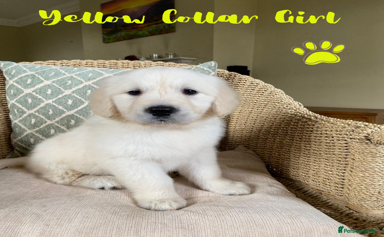 Golden Retriever dogs - Advert 6