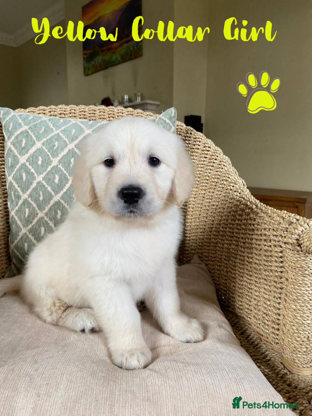 Golden Retriever dogs for sale: Golden Retriever Pups From Health-Tested Parents - Image 1