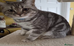 British Shorthair cats for sale: British shorthair tabby - Image 4