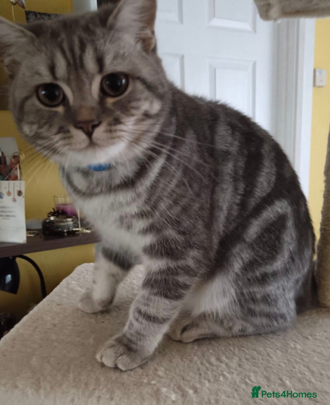 British Shorthair cats for sale: British shorthair tabby - Image 4