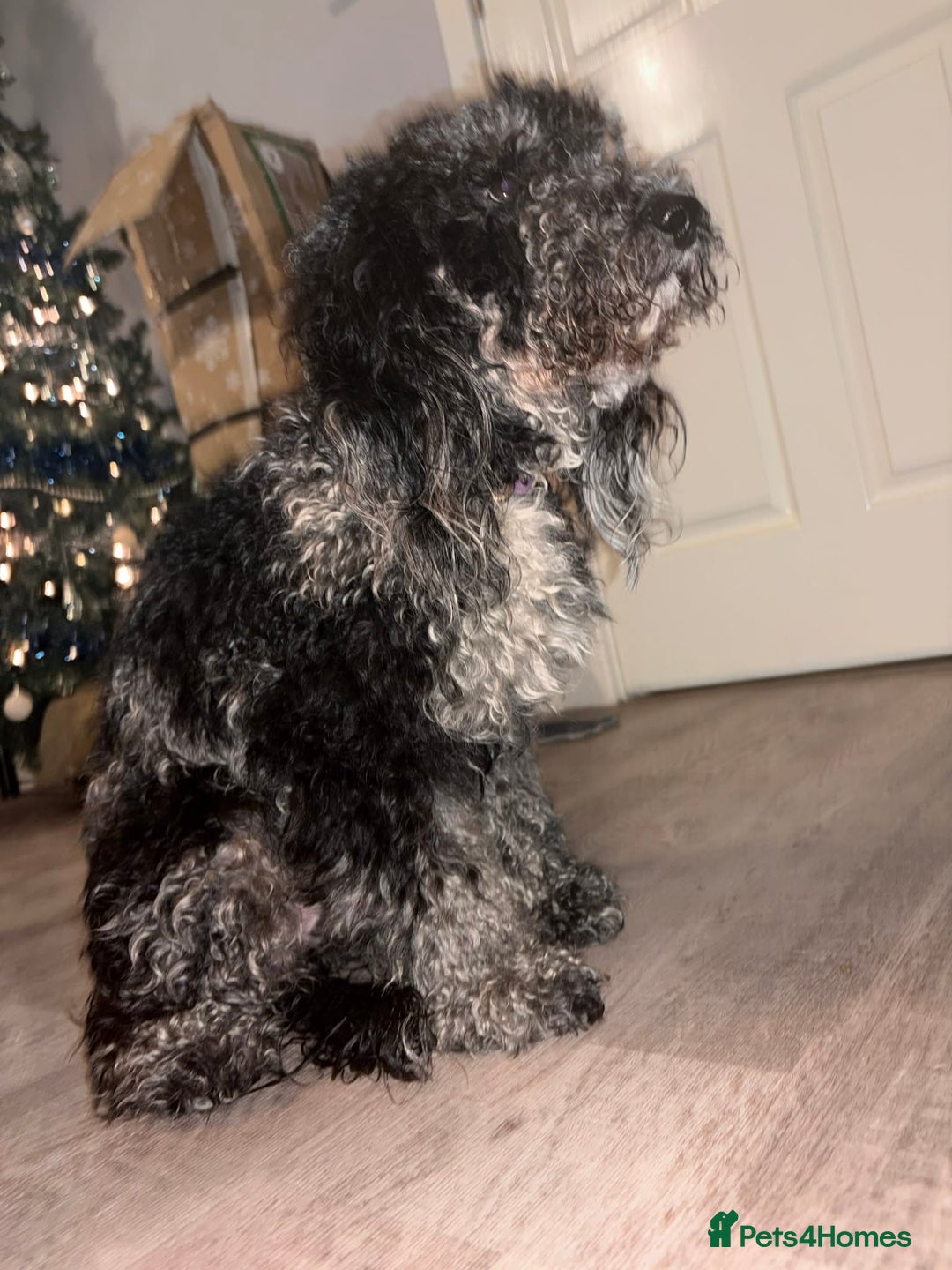 Cockapoo dogs for sale: Stunning merle cockapoo female - Advert 3