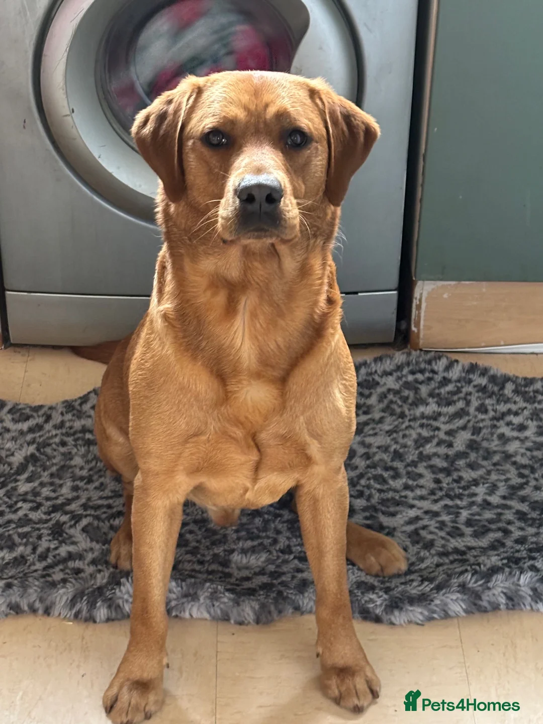 Labrador Retriever dogs for stud: Unproven 1st time fox red Labrador  - Advert 4