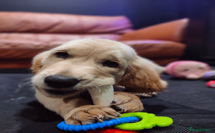 Golden Retriever dogs - Advert 5