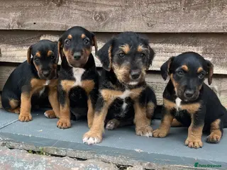 Mixed Breed dogs Russell x Lakeland pups - Advert 13