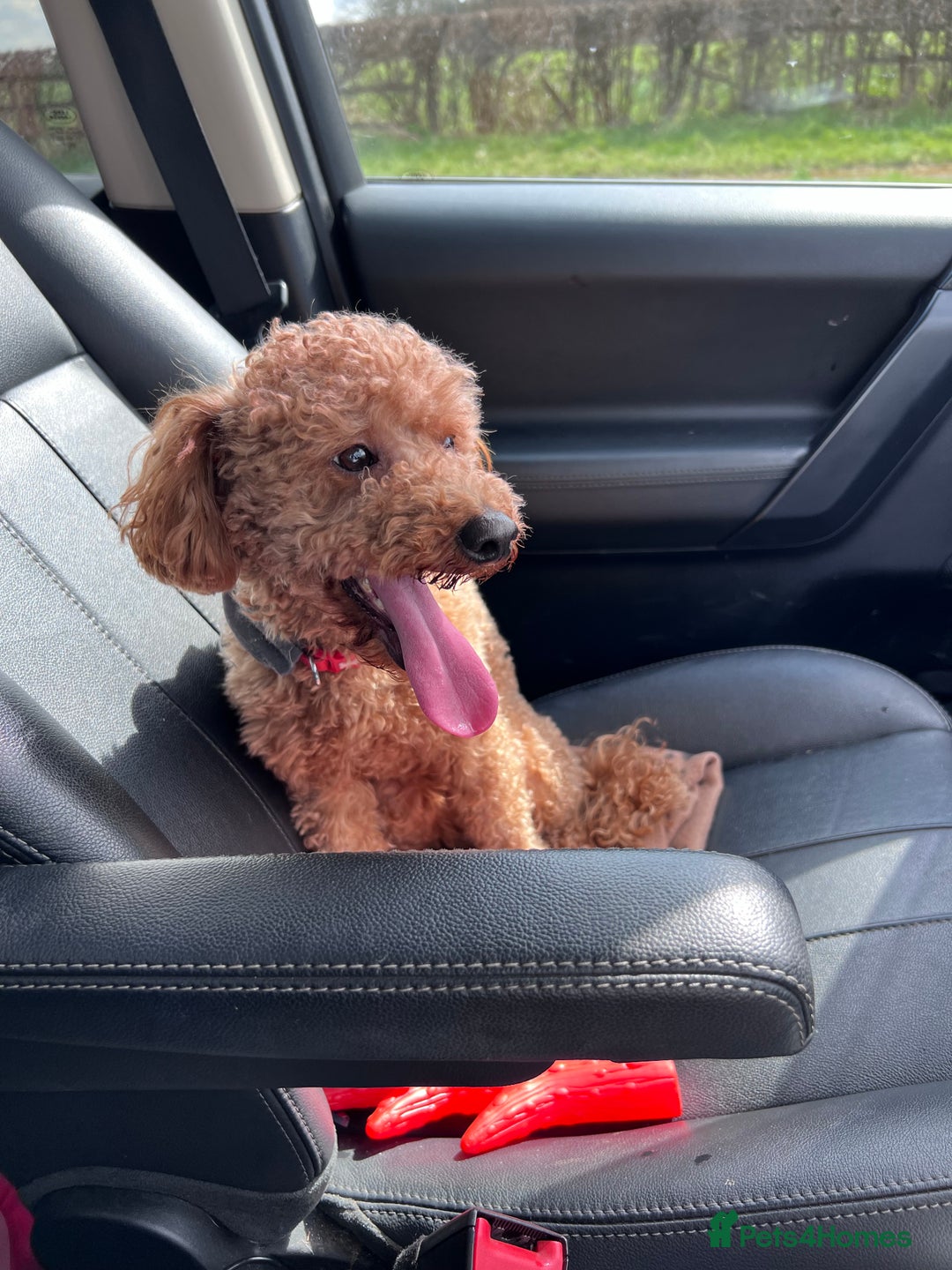 Toy Poodle dogs for stud: Red Toy Poodle for STUD KC Registered in Dudley - Advert 3