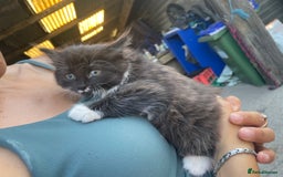 Mixed Breed cats for sale: 1 lovely girl kitten looking for forever home  - Image 2