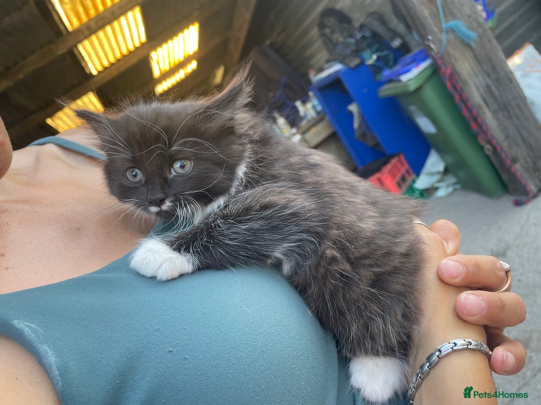 Mixed Breed cats for sale: 1 lovely girl kitten looking for forever home  - Image 2