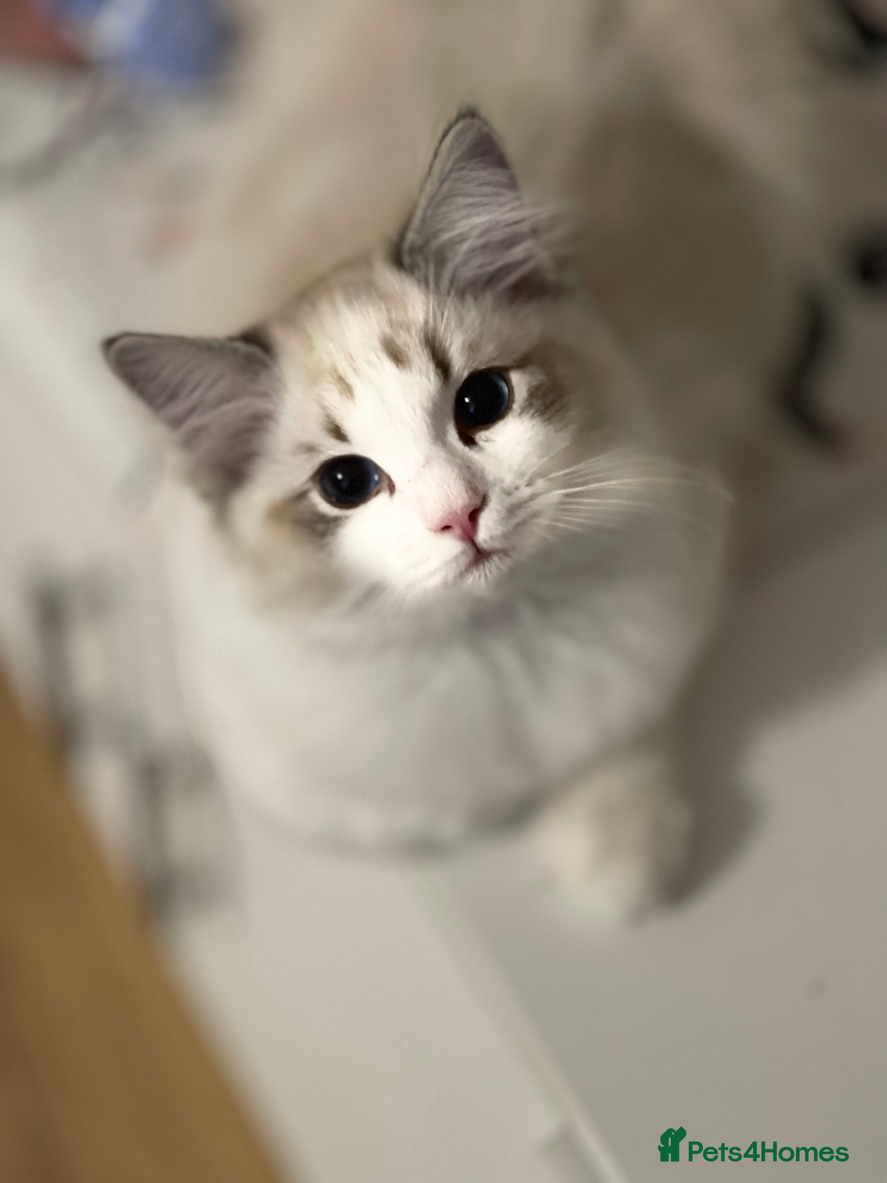 Ragdoll cats LAST BOY  Ragdoll Kittens – Ready Now! - Advert 9