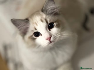 Ragdoll cats LAST BOY Ragdoll Kittens – Ready Now! - Advert 9