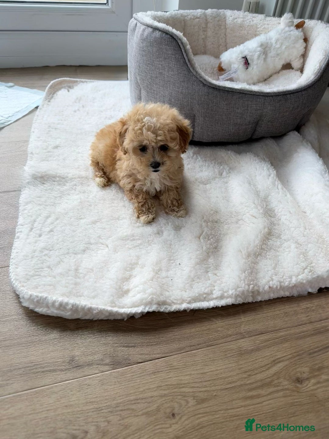 Maltipoo dogs for sale: ONLY 1 Exceptional korean maltipoo left - Image 9
